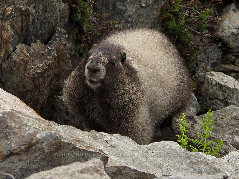hoary marmot (Marmota caligata) [Pacific Crest Trail, Henry M. Jackson Wilderness, Chelan County, Washington]