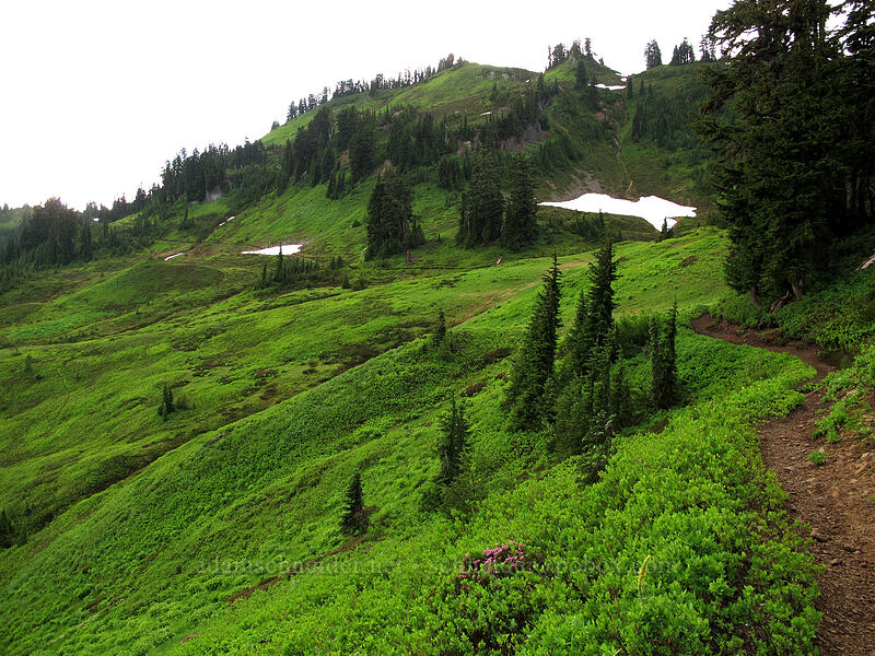 green meadows [Pacific Crest Trail, Henry M. Jackson Wilderness, Chelan County, Washington]