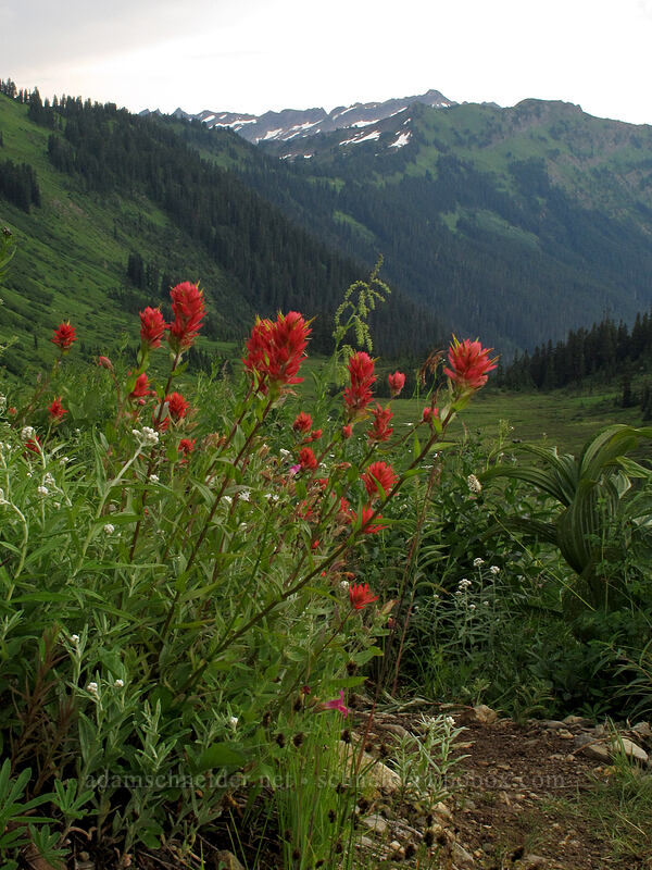 scarlet paintbrush (Castilleja miniata) [Little Wenatchee Trail, Henry M. Jackson Wilderness, Chelan County, Washington]