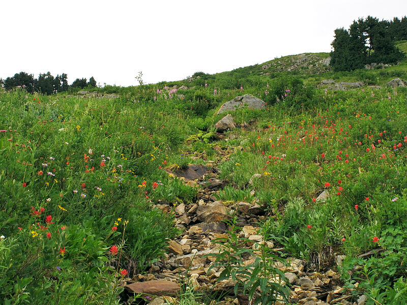 wildflowers [Little Wenatchee Trail, Henry M. Jackson Wilderness, Chelan County, Washington]