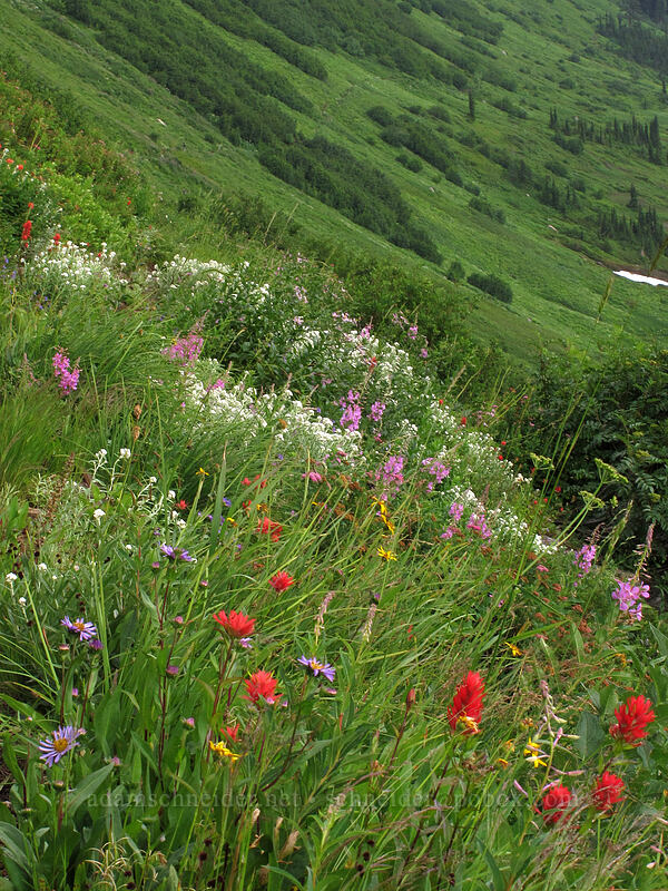 wildflowers [Little Wenatchee Trail, Henry M. Jackson Wilderness, Chelan County, Washington]