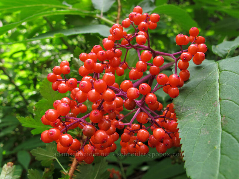 red elderberries (Sambucus racemosa) [Maple Pass Trail, Okanogan-Wenatchee National Forest, Chelan County, Washington]