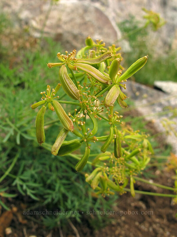 Brandegee's desert parsley, going to seed (Lomatium brandegeei) [Maple Pass Trail, Okanogan-Wenatchee National Forest, Chelan County, Washington]