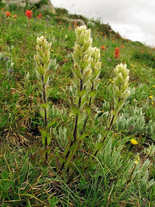 yellowish paintbrush (Castilleja parviflora var. albida) [Maple Pass Trail, Okanogan-Wenatchee National Forest, Chelan County, Washington]
