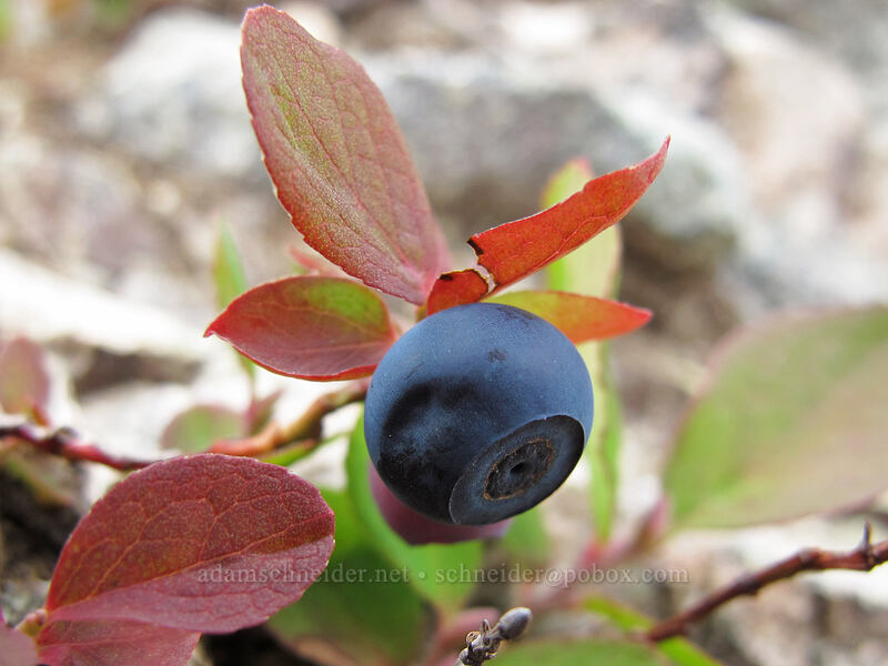 huckleberry/blueberry (Vaccinium sp.) [Maple Pass Trail, Okanogan-Wenatchee National Forest, Chelan County, Washington]