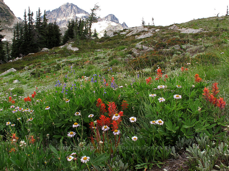 wildflowers (Castilleja sp., Erigeron sp., Lupinus latifolius) [Maple Pass Trail, North Cascades National Park, Chelan County, Washington]