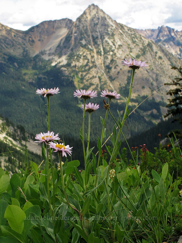 fleabane & Whistler Mountain (Erigeron glacialis var. glacialis) [Maple Pass Trail, Okanogan-Wenatchee National Forest, Chelan County, Washington]