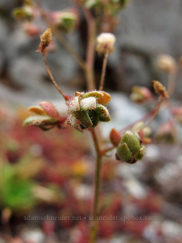 rusty saxifrage (Micranthes ferruginea (Saxifraga ferruginea)) [Maple Pass Trail, Okanogan-Wenatchee National Forest, Chelan County, Washington]