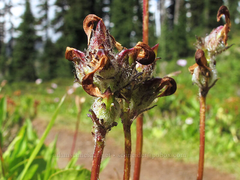 bird's-beak lousewort, going to seed (Pedicularis ornithorhynchos (Pedicularis ornithorhyncha)) [Heather Pass, Okanogan-Wenatchee National Forest, Skagit County, Washington]