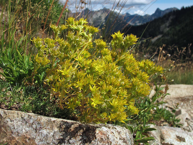 stonecrop (Sedum sp.) [Maple Pass Trail, Okanogan-Wenatchee National Forest, Chelan County, Washington]