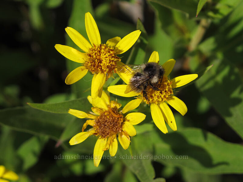 bumblebee on spear-leaf arnica (Bombus sp., Arnica longifolia) [Maple Pass Trail, Okanogan-Wenatchee National Forest, Chelan County, Washington]