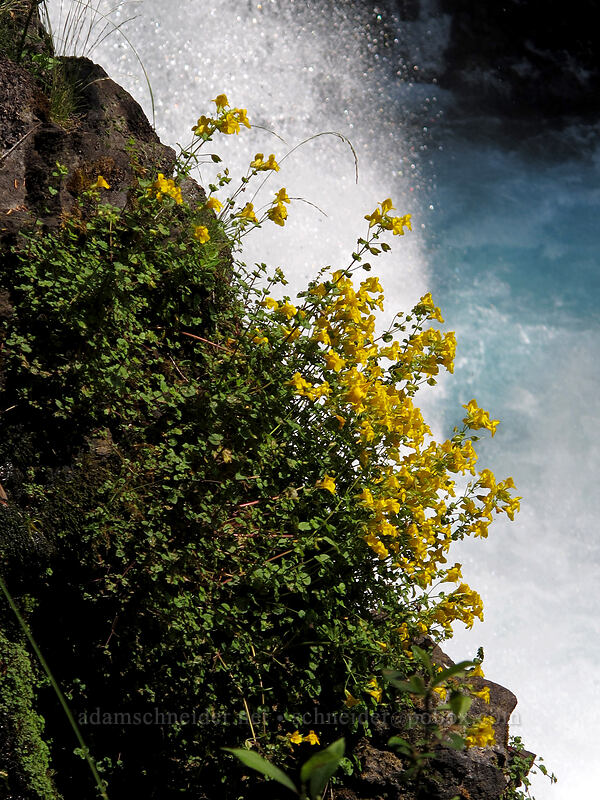 Koosah Falls & monkeyflower (Erythranthe sp. (Mimulus sp.)) [McKenzie River Trail, Willamette National Forest, Linn County, Oregon]