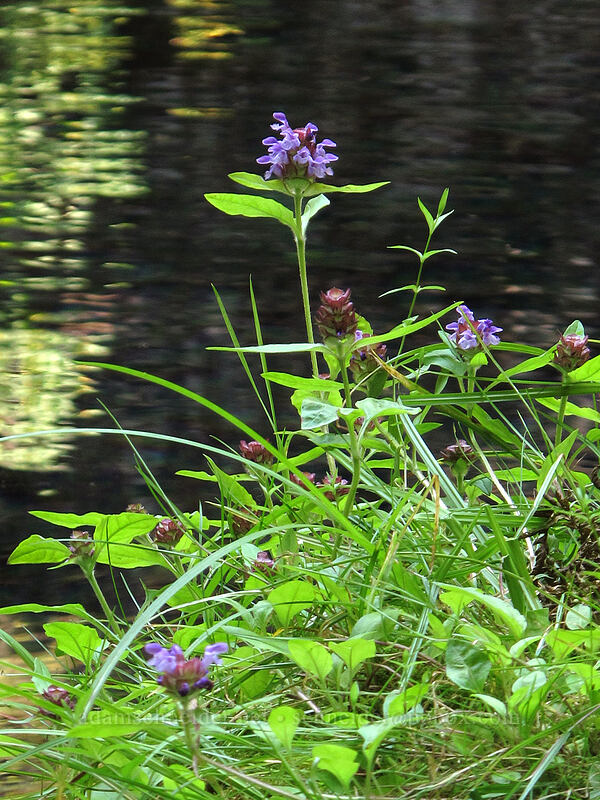 self-heal (Prunella vulgaris) [Tamolitch Pool, Willamette National Forest, Linn County, Oregon]