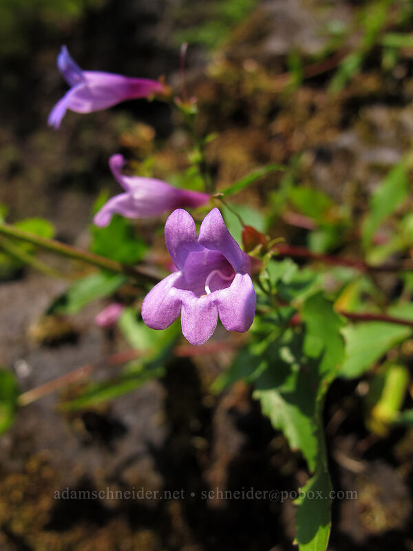 Cascade penstemon (Penstemon serrulatus) [Tamolitch Pool, Willamette National Forest, Linn County, Oregon]