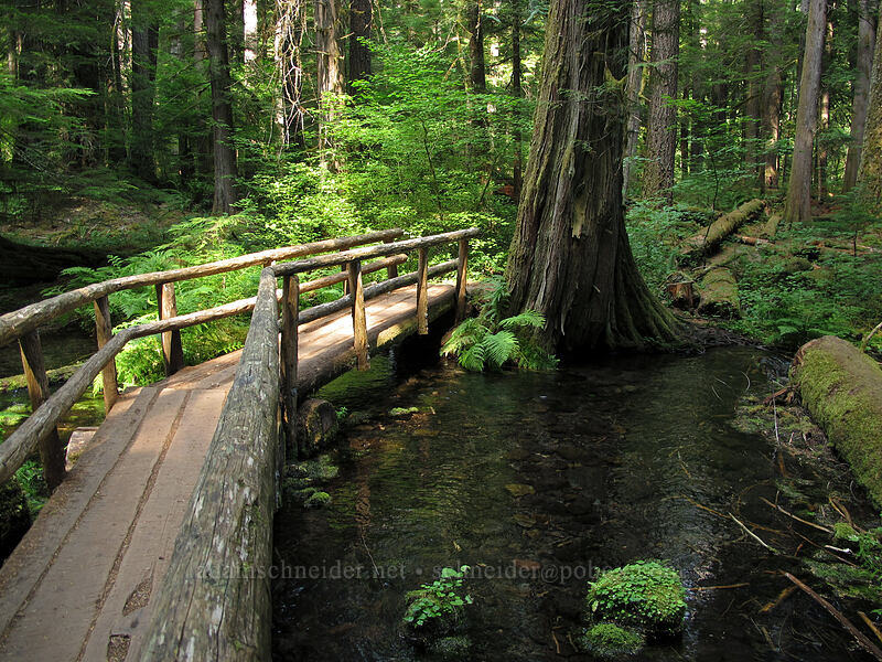 bridge over a spring [McKenzie River Trail, Willamette National Forest, Linn County, Oregon]