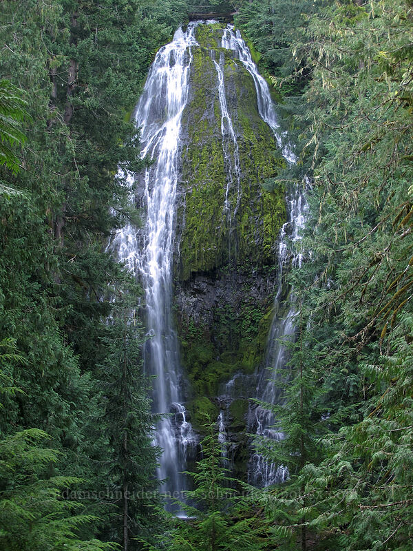 Lower Proxy Falls [Proxy Falls Trail, Willamette National Forest, Lane County, Oregon]