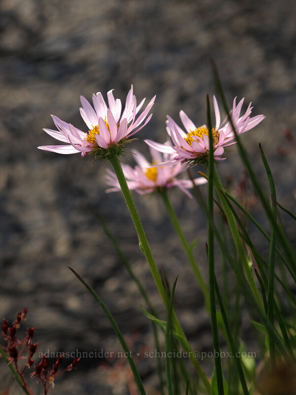 subalpine daisies (Erigeron glacialis var. glacialis) [north of Burroughs Mountain, Mount Rainier National Park, Pierce County, Washington]