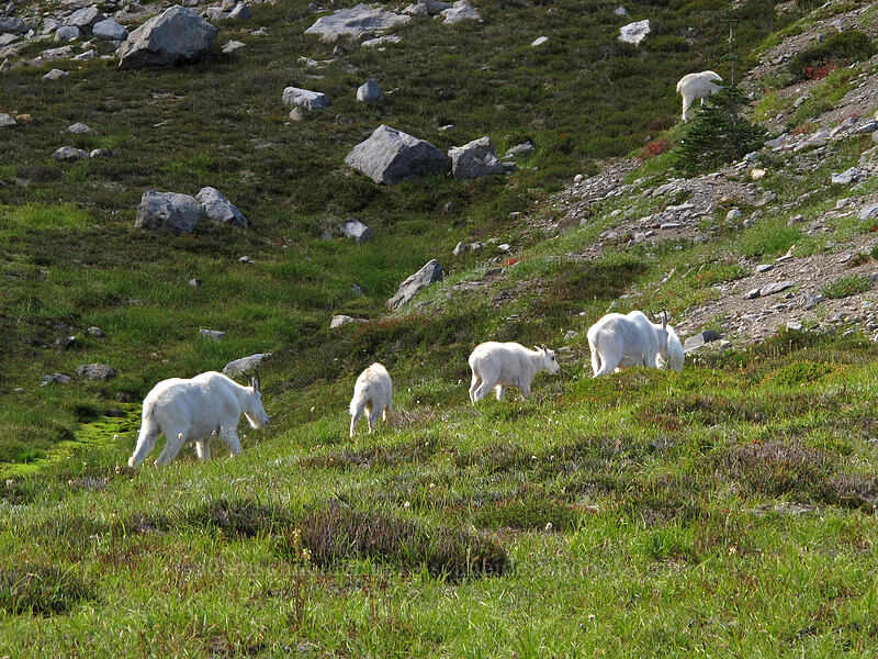 mountain goats (Oreamnos americanus) [north of Burroughs Mountain, Mount Rainier National Park, Pierce County, Washington]