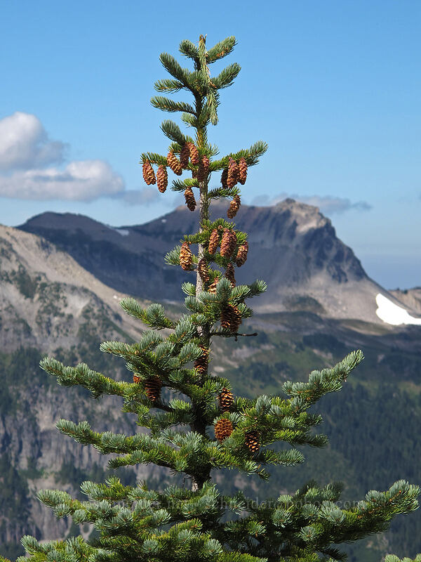 Engelmann spruce (Picea engelmannii) [Burroughs-Skyscraper ridge, Mount Rainier National Park, Pierce County, Washington]