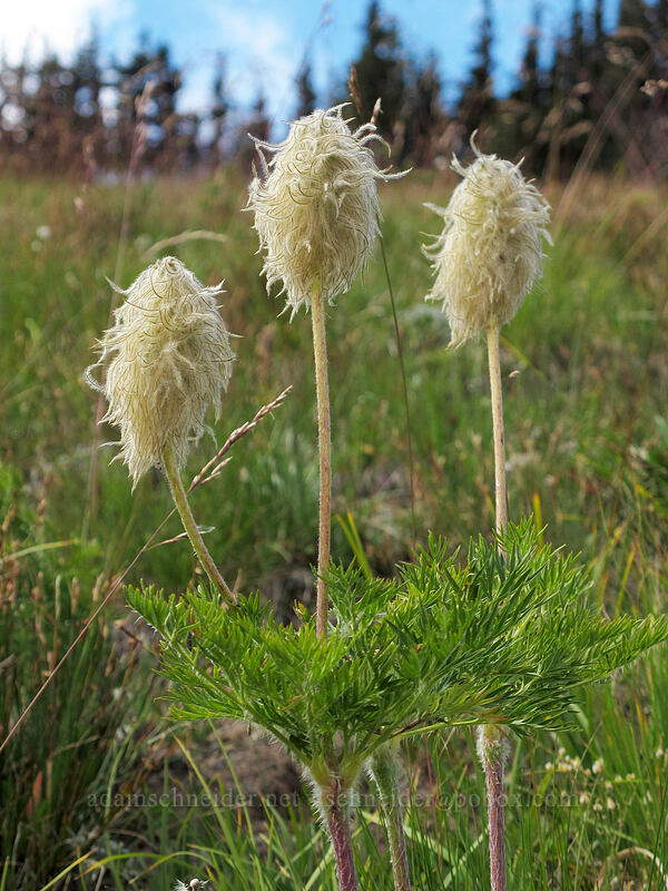 western pasqueflower seed-heads (Anemone occidentalis (Pulsatilla occidentalis)) [Berkeley Park, Mount Rainier National Park, Pierce County, Washington]
