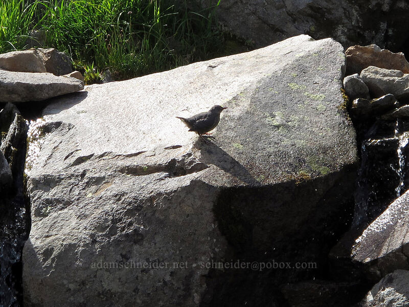 American dipper (water ouzel) (Cinclus mexicanus) [Berkeley Park, Mount Rainier National Park, Pierce County, Washington]