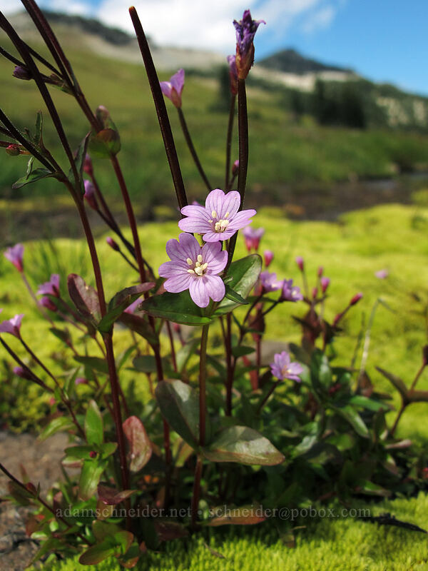 alpine willow-herb (Epilobium sp.) [Berkeley Park, Mount Rainier National Park, Pierce County, Washington]