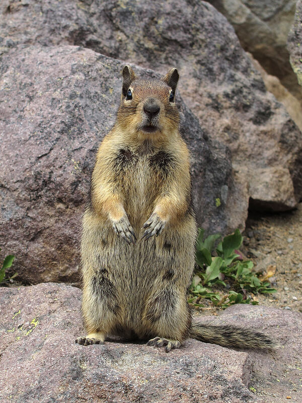 ground squirrel (Callospermophilus saturatus) [Wonderland Trail, Mount Rainier National Park, Pierce County, Washington]