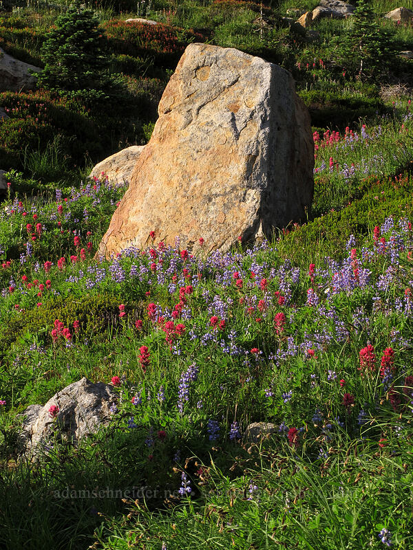 lupine, paintbrush, & rocks (Lupinus sp., Castilleja parviflora var. oreopola) [Deadhorse Creek Trail, Mount Rainier National Park, Pierce County, Washington]