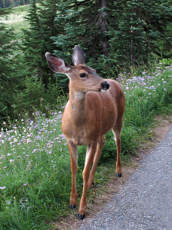 Columbian black-tailed deer (Odocoileus hemionus columbianus) [Deadhorse Creek Trail, Mount Rainier National Park, Pierce County, Washington]