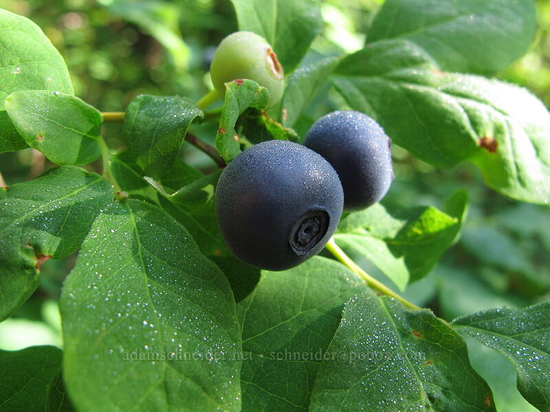 huckleberries (Vaccinium sp.) [Scott Paul Trail, Mount Baker-Snoqualmie National Forest, Whatcom County, Washington]