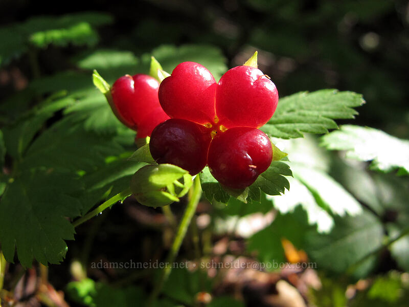 five-leaved bramble berries (Rubus pedatus) [Scott Paul Trail, Mount Baker-Snoqualmie National Forest, Whatcom County, Washington]