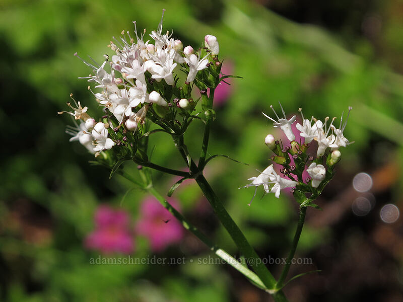 Sitka valerian (Valeriana sitchensis) [Scott Paul Trail, Mount Baker-Snoqualmie National Forest, Whatcom County, Washington]