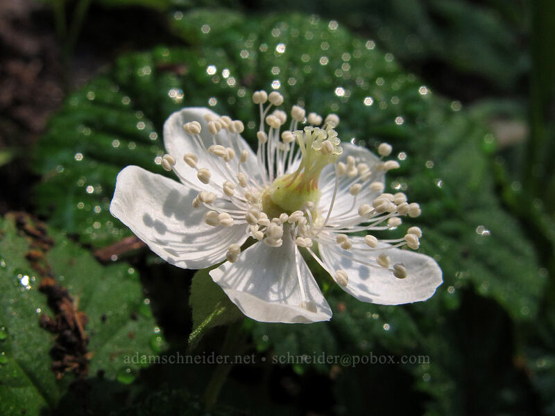 dwarf bramble & dewdrops (Rubus lasiococcus) [Scott Paul Trail, Mount Baker-Snoqualmie National Forest, Whatcom County, Washington]