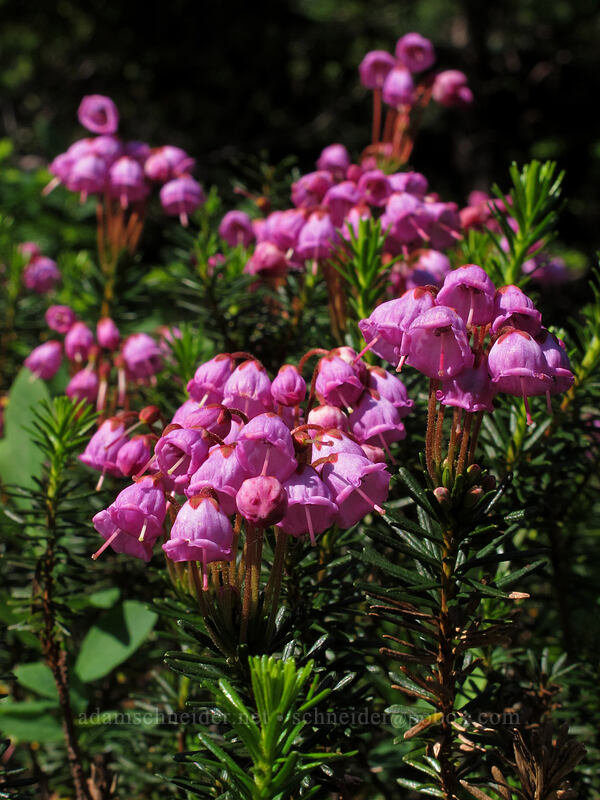 pink mountain heather (Phyllodoce empetriformis) [Scott Paul Trail, Mount Baker-Snoqualmie National Forest, Whatcom County, Washington]
