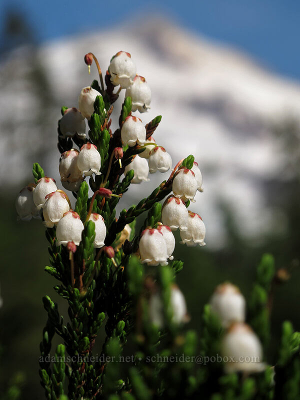 white mountain heather (Cassiope mertensiana) [Scott Paul Trail, Mount Baker-Snoqualmie National Forest, Whatcom County, Washington]