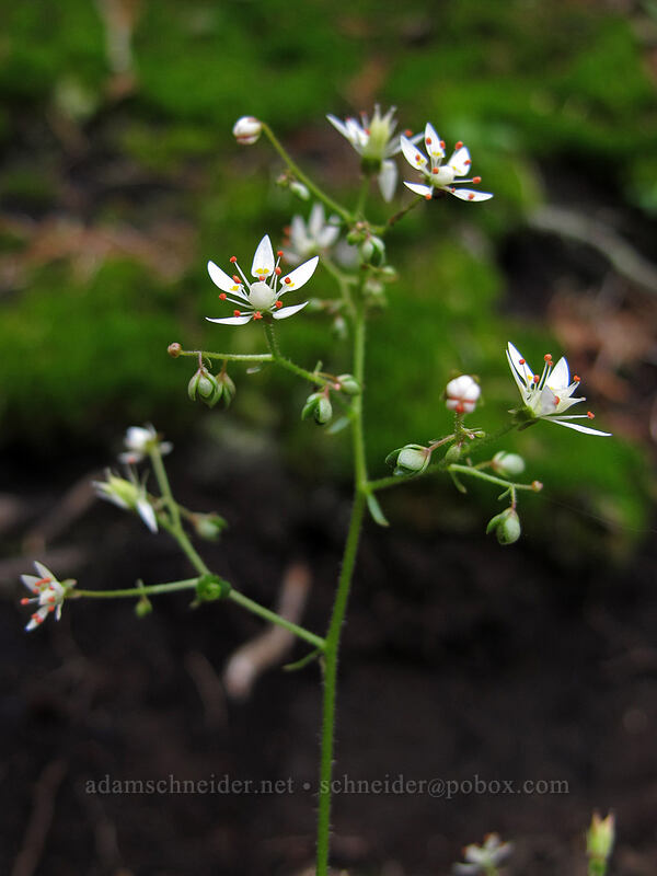 rusty saxifrage (Micranthes ferruginea (Saxifraga ferruginea)) [Scott Paul Trail, Mount Baker-Snoqualmie National Forest, Whatcom County, Washington]