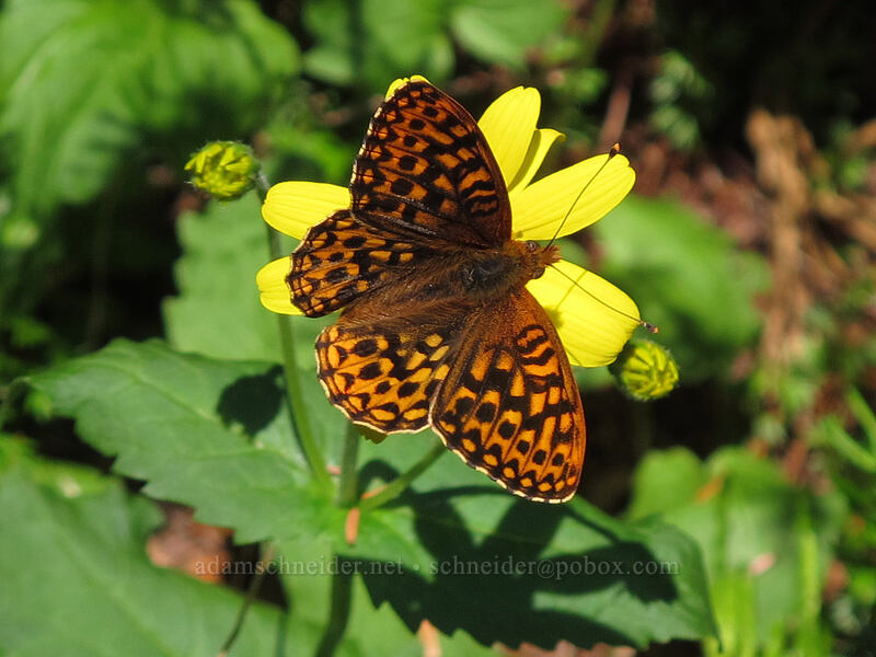 hydaspe fritillary butterfly on arnica (Speyeria hydaspe, Arnica sp.) [Scott Paul Trail, Mount Baker-Snoqualmie National Forest, Whatcom County, Washington]