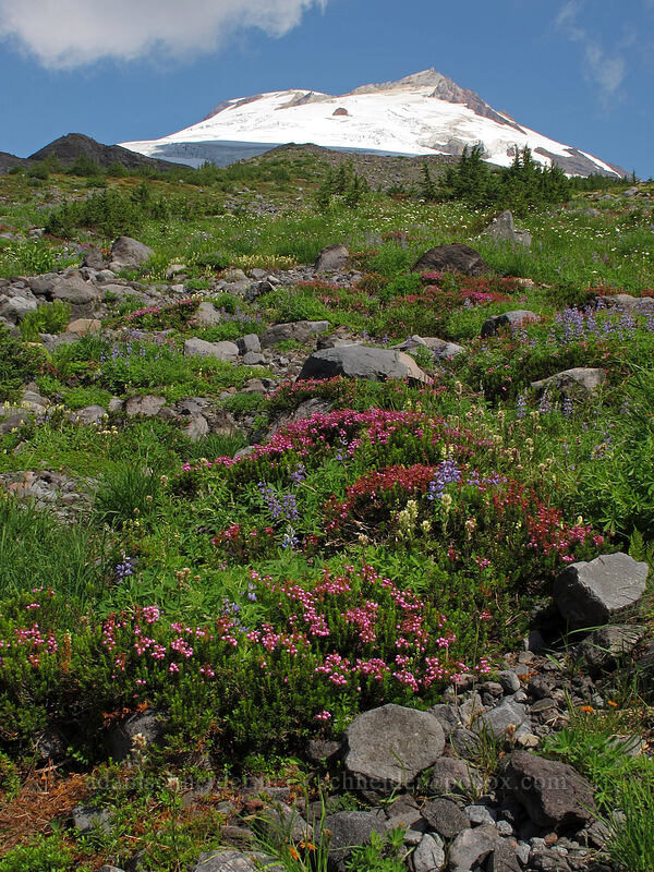 Mt. Baker & wildflowers (Phyllodoce empetriformis, Lupinus latifolius, Castilleja parviflora var. albida) [Scott Paul Trail, Mount Baker-Snoqualmie National Forest, Washington]