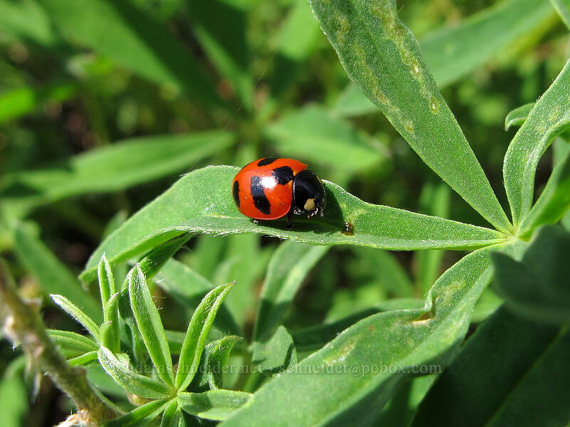 mountain lady beetle on a lupine leaf (Coccinella monticola, Lupinus sp.) [Scott Paul Trail, Mount Baker-Snoqualmie National Forest, Whatcom County, Washington]