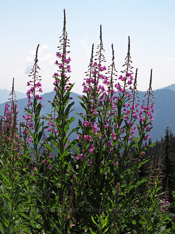 fireweed (Chamerion angustifolium (Chamaenerion angustifolium) (Epilobium angustifolium)) [Scott Paul Trail, Mount Baker-Snoqualmie National Forest, Whatcom County, Washington]