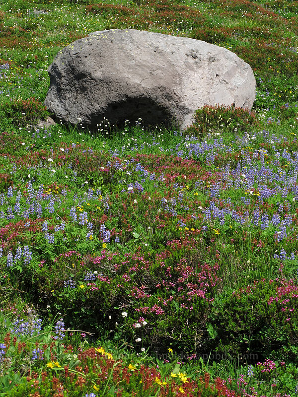 wildflowers (Phyllodoce empetriformis, Lupinus latifolius, Valeriana sitchensis, Arnica sp.) [west of Railroad Grade, Mount Baker-Snoqualmie National Forest, Washington]