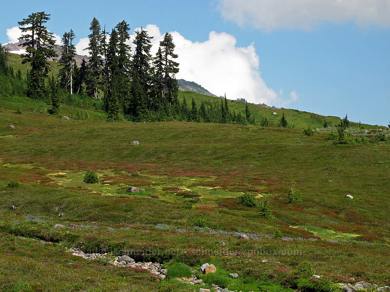 subalpine meadows [west of Railroad Grade, Mount Baker-Snoqualmie National Forest, Whatcom County, Washington]