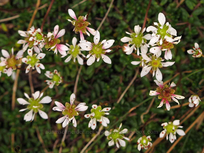 Tolmie's saxifrage (Micranthes tolmiei (Saxifraga tolmiei)) [east of Park Butte, Mount Baker-Snoqualmie National Forest, Whatcom County, Washington]