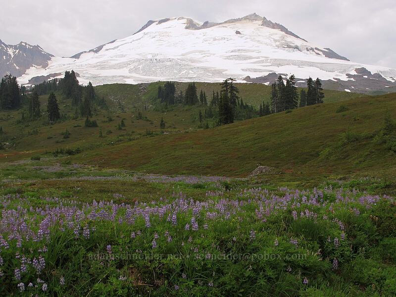Mt. Baker & lupines (Lupinus latifolius) [Park Butte Trail, Mount Baker-Snoqualmie National Forest, Whatcom County, Washington]