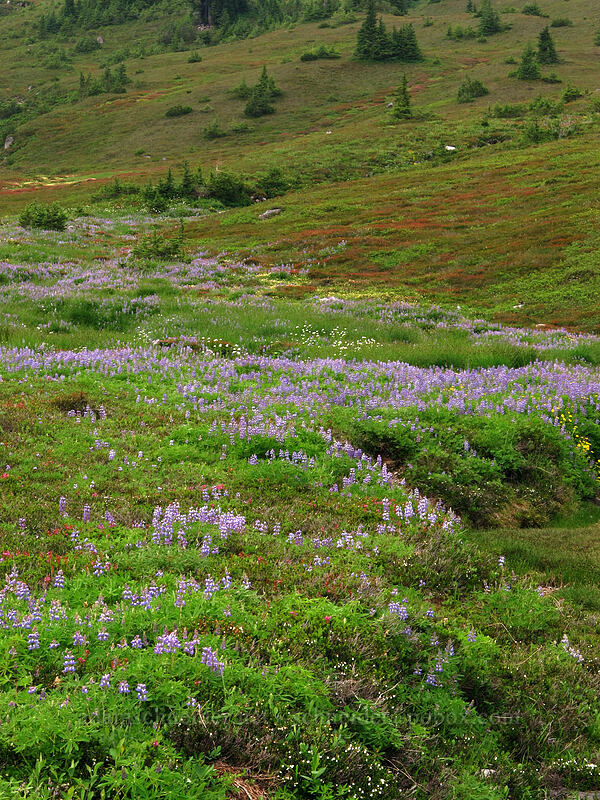 alpine wildflowers [Park Butte Trail, Mount Baker-Snoqualmie National Forest, Whatcom County, Washington]