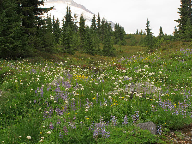 wildflowers (Valeriana sitchensis, Arnica sp., Lupinus latifolius, Phyllodoce empetriformis) [Park Butte Trail, Mount Baker-Snoqualmie National Forest, Washington]