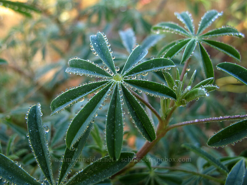 dew on lupine leaves (Lupinus sp.) [South Coldwater Trail, Mt. St. Helens National Volcanic Monument, Cowlitz County, Washington]