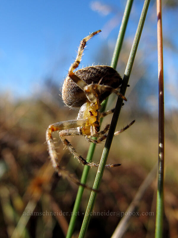 cross orb-weaver spider (Araneus diadematus) [South Coldwater Trail, Mt. St. Helens National Volcanic Monument, Cowlitz County, Washington]