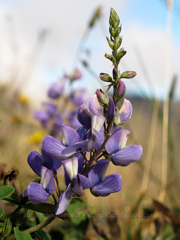 lupine (Lupinus sp.) [South Coldwater Trail, Mt. St. Helens National Volcanic Monument, Skamania County, Washington]