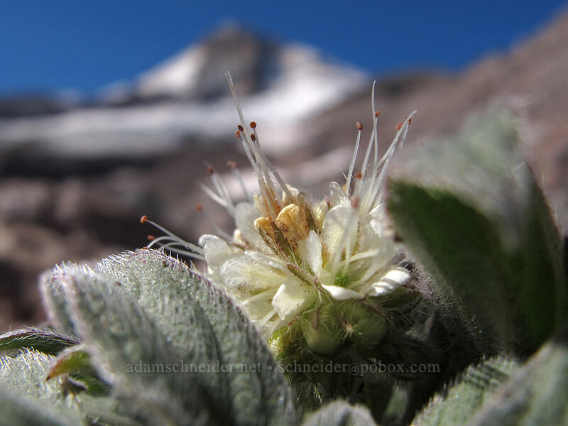 compact phacelia (Phacelia hastata var. compacta) [Eliot Glacier, Mt. Hood Wilderness, Hood River County, Oregon]